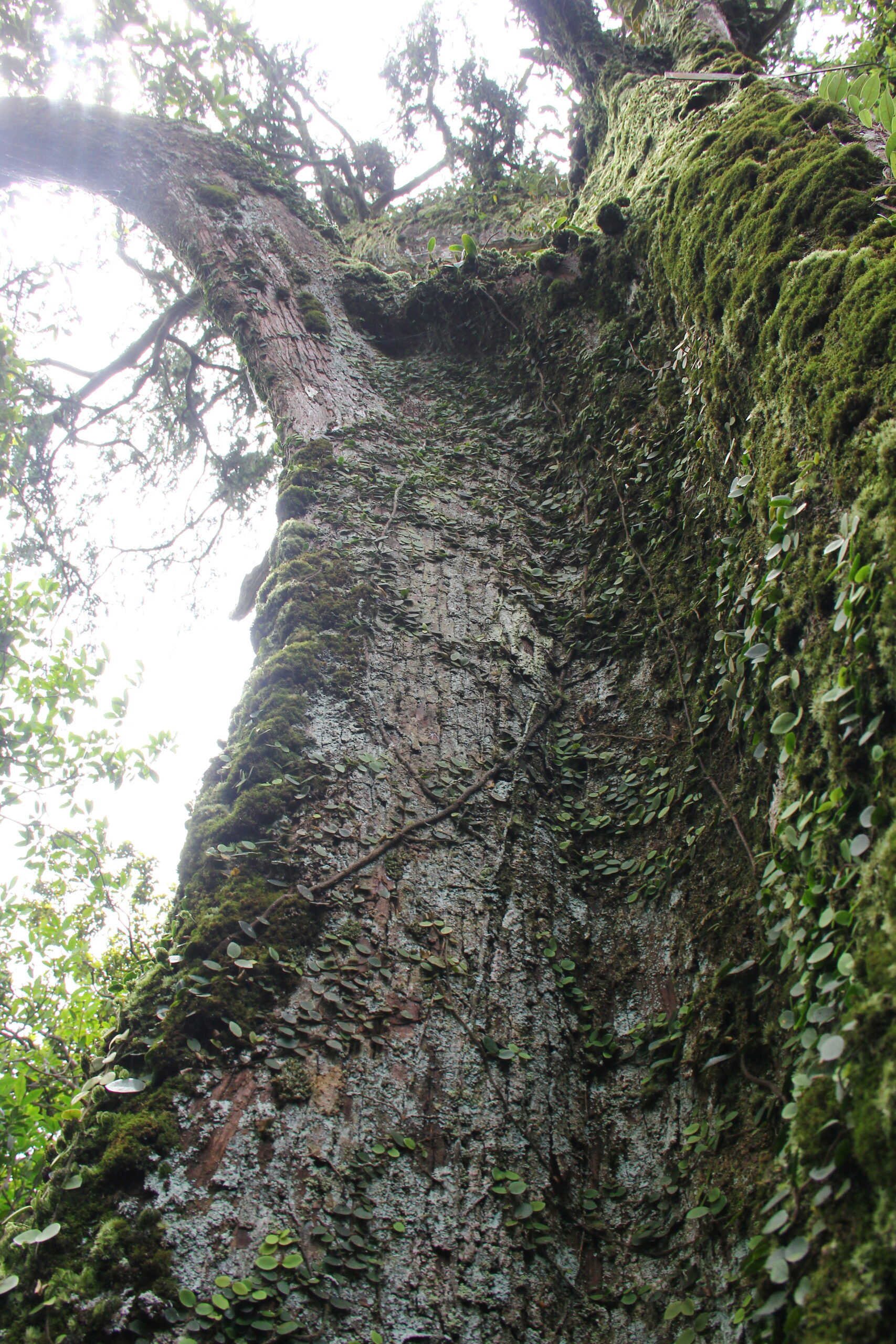 Cây Di Sản Việt Nam- Cây Bách Xanh Vườn quốc gia Ba Vì- Coste 1100 VƯỜN QUỐC GIA BA VÌ 4
